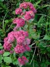 that attract a profusion of bees and flies in later summer. - via Daymix