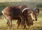 Aoudad | All About Exotics