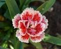 Carnation Flower
