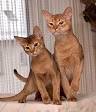 220px-Abessinierkater1.jpg