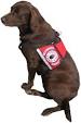 Autism Service Dogs 101
