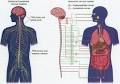 Neurological disorder - Pharmacy and Drugs