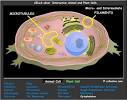 Cell Models