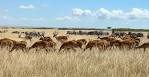 File:Herds Maasai Mara.JPG - Wikipedia