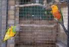 Conservatory parrots, Hull - via Daymix