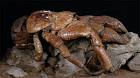 Natural History Collections: Arthropoda