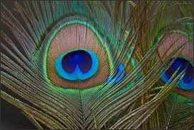 Peacock feathers