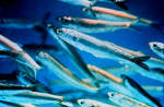 File:Anchovy closeup.jpg - Wikipedia, the free encyclopedia