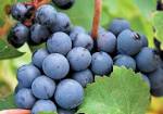 Essential Cabernet Franc | Cosentino Winery