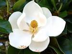 The Southern <b>magnolia</b>