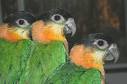 Black-Headed Caique