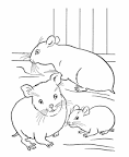 Hamster coloring page