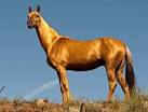 Pagoda, Akhal-Teke mare | Flickr - Photo Sharing!