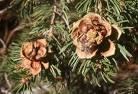 Pinus edulis (Colorado Pinyon) in Northern Arizona