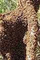 Bee learning and communication - Wikipedia, the free encyclopedia