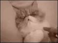 cat waking up
