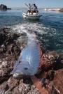 oarfish video