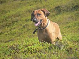 Ridgeback unterwegs - Bild \u0026amp; Foto von Nina Beese aus Hunde ...