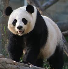 panda facts Images?q=tbn:ANd9GcTeh-O_Kcqdqu5QUgP85PEWKv_Dxy0nHKSaC3PVTGAHVtowyaOnAQ