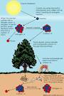 Radiocarbon Dating