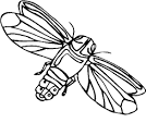 Fly coloring page