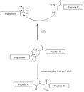 Glycopeptide - Wikipedia, the free encyclopedia