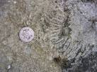 SH5185 : Fossils near Morcyn - via Daymix