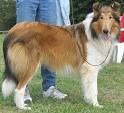collie dog - herding dog breeds from the online dog encyclopedia ...
