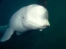 Beluga Whales, Beluga Whale Pictures, Beluga Whale Facts ...