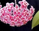Hoya pubicalyx cv "Silver