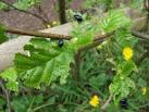 Beetles eating Alder. Seen on the disused railway line from Altrincham to - via Daymix