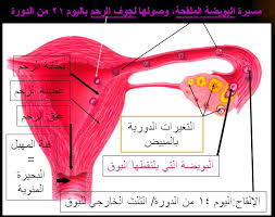 دار