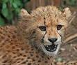 Cheetah - Wikipedia, the free encyclopedia