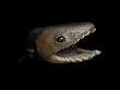 240px-Chlamydoselachus_ ...