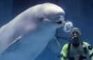 Beluga Whale Fish - Fishing - Aquarium Fish