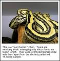 Carpet Python Care