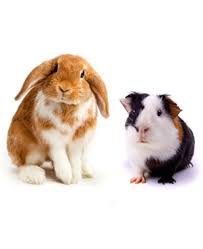 A selection of Guinea Pig and Rabbit Hutches