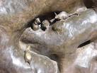Mouse Family, Peter Pan's - via Daymix
