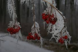 Erfroren im Eis - Bild \u0026amp; Foto von Jeanne Graf aus Pflanzen, Pilze ...
