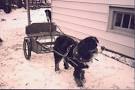 Carting with Your Dog - Photos - Newfoundland Saddlery