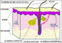 A <b>pele</b> - Dermatologia.