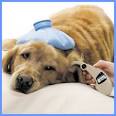 pet insurance