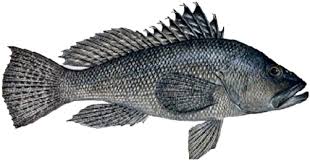 cape_cod_sport_fishing_charter