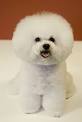 bichon - Wiktionary