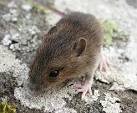 Long-tailed Field Mouse - via Daymix