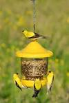 Variety of bird food brings variety of birds | OregonLive.