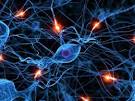 Genetic Link Between Immune And Nerve Systems Found