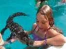 Florida business lets alligators swim with people at pool parties