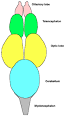 Fish - Wikipedia, the free encyclopedia