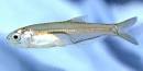 Scuba Diving - New Jersey &amp; Long Island New York - dive Wreck ...